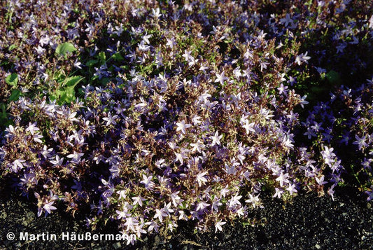 Hängepolster-Glockenblume 'Glandore' (Campanula poscharskyana)