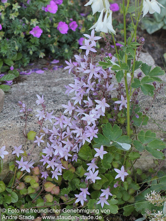 Hängepolster-Glockenblume 'Lisduggan' (Campanula poscharskyana)