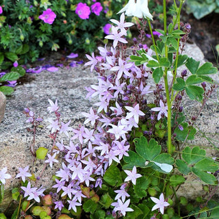 Hängepolster-Glockenblume 'Lisduggan' (Campanula poscharskyana)
