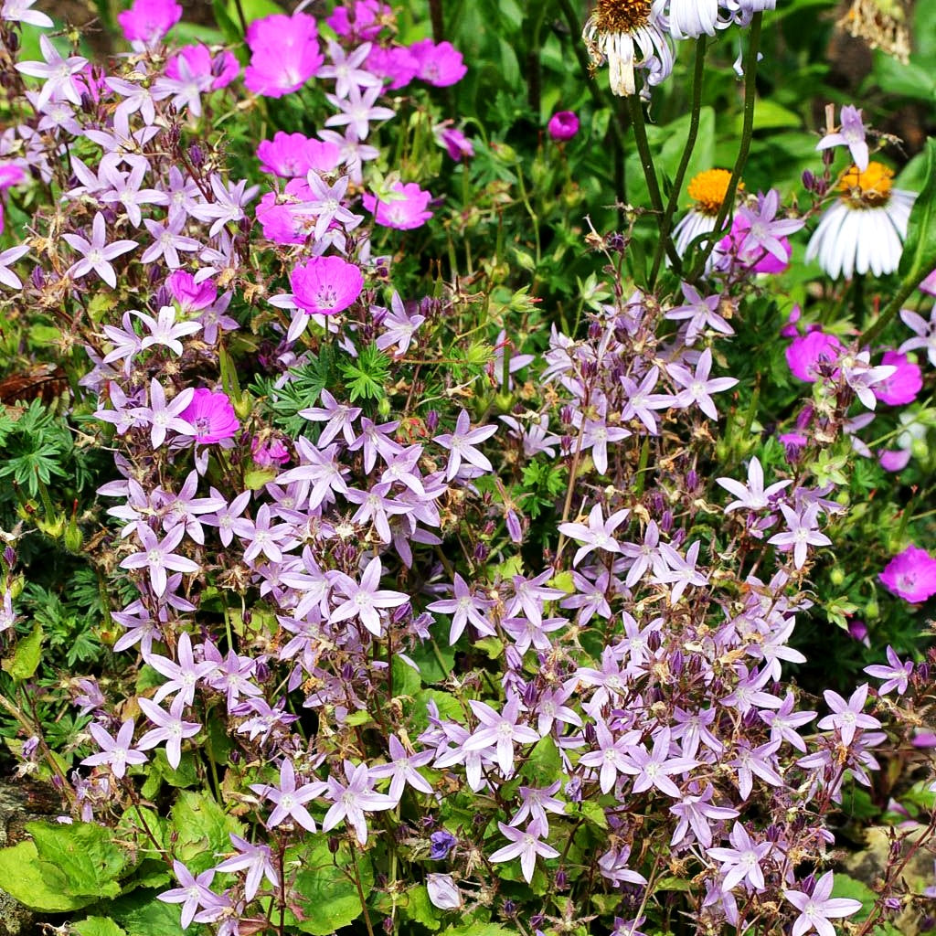 Hängepolster-Glockenblume 'Lisduggan' (Campanula poscharskyana)