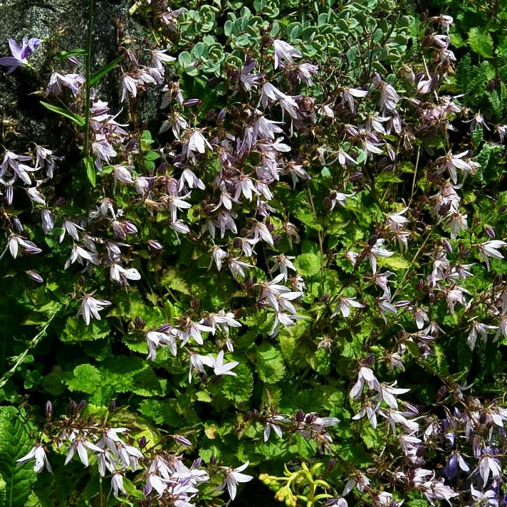 Hängepolster-Glockenblume 'Lisduggan' (Campanula poscharskyana)