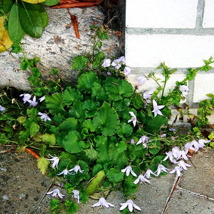 Hängepolster-Glockenblume 'Lisduggan' (Campanula poscharskyana)