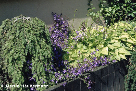 Hängepolster-Glockenblume 'Stella' (Campanula poscharskyana)