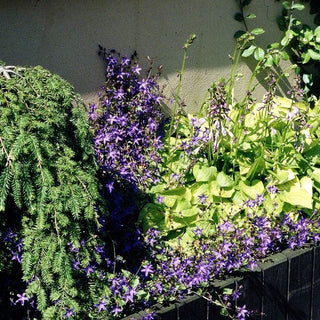 Hängepolster-Glockenblume 'Stella' (Campanula poscharskyana)