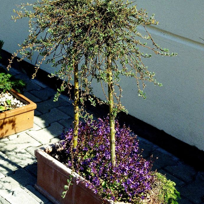 Hängepolster-Glockenblume 'Stella' (Campanula poscharskyana)