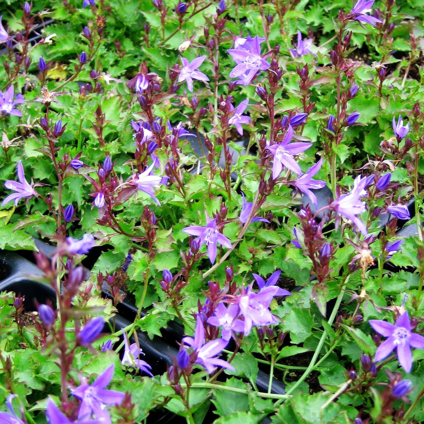 Hängepolster-Glockenblume 'Stella' (Campanula poscharskyana)