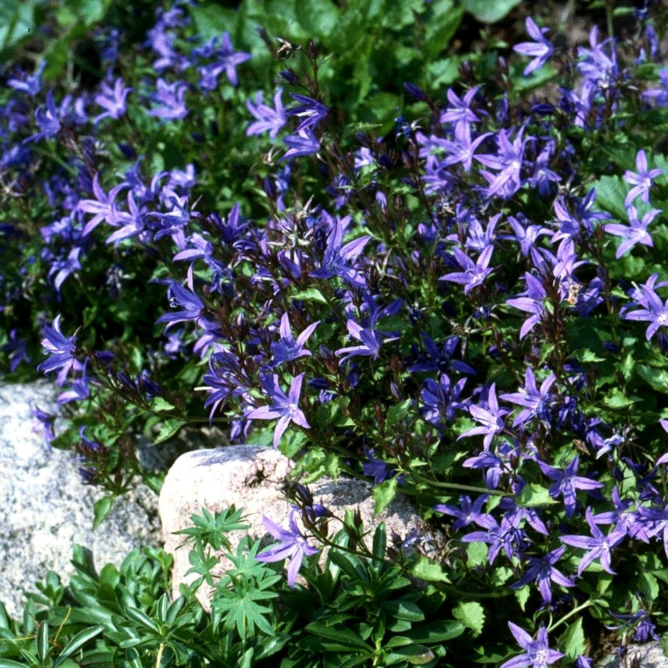 Hängepolster-Glockenblume 'Stella' (Campanula poscharskyana)