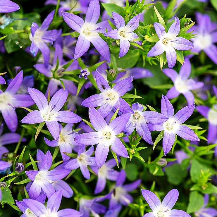 Hängepolster-Glockenblume 'Stella' (Campanula poscharskyana)