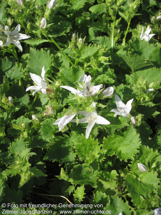 Hängepolster-Glockenblume 'Weißranke' (Campanula poscharskyana)