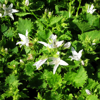Hängepolster-Glockenblume 'Weißranke' (Campanula poscharskyana)