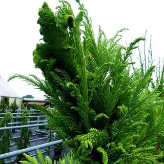 Hahnenkamm-Sicheltanne 'Cristata' (Cryptomeria japonica)