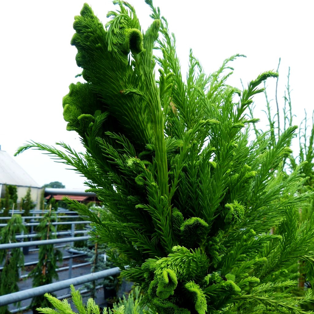 Hahnenkamm-Sicheltanne 'Cristata' (Cryptomeria japonica)