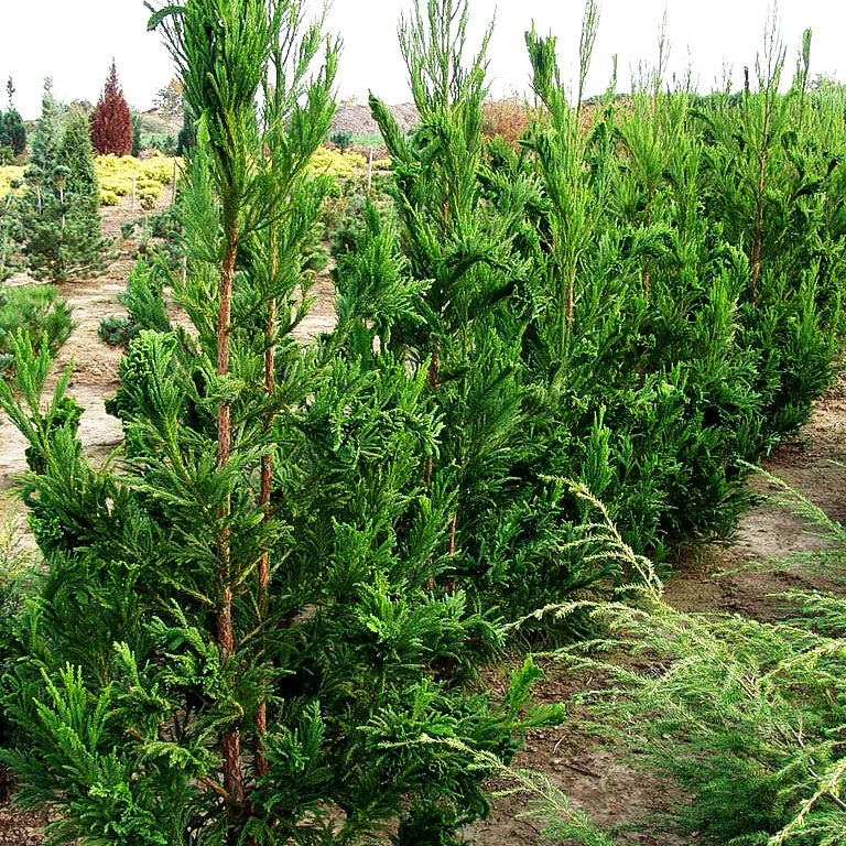 Hahnenkamm-Sicheltanne 'Cristata' (Cryptomeria japonica)