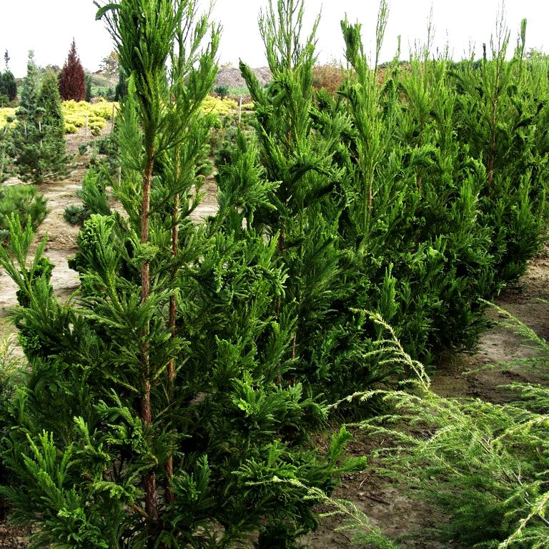 Hahnenkamm-Sicheltanne 'Cristata' (Cryptomeria japonica)
