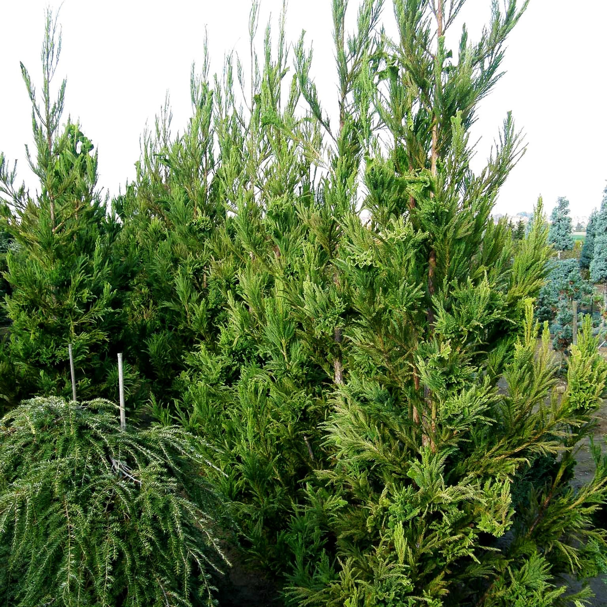 Hahnenkamm-Sicheltanne 'Cristata' (Cryptomeria japonica)