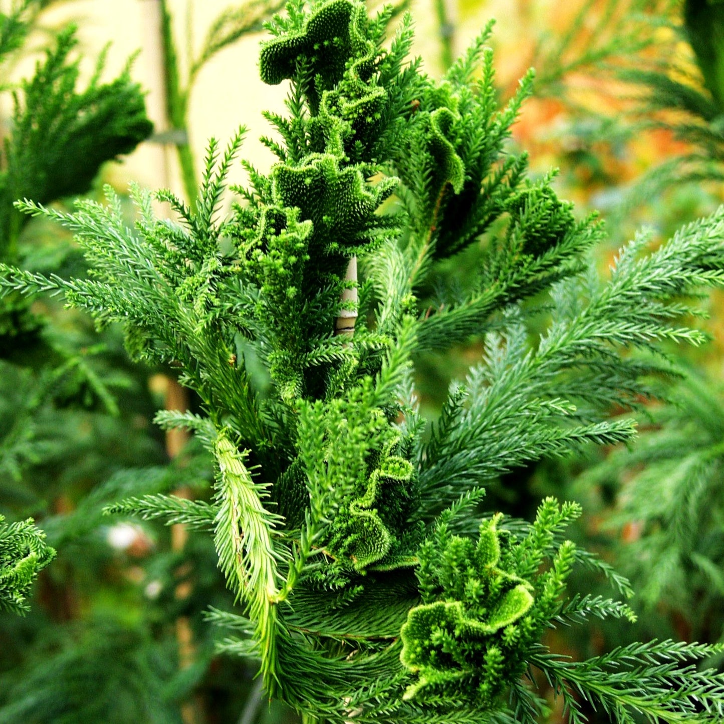 Hahnenkamm-Sicheltanne 'Cristata' (Cryptomeria japonica)