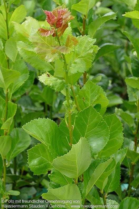 Hahnensporn-Weißdorn 'Splendens' (Crataegus prunifolia)