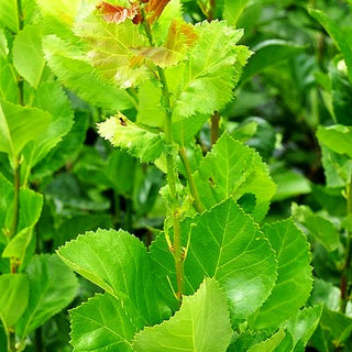 Hahnensporn-Weißdorn 'Splendens' (Crataegus prunifolia)