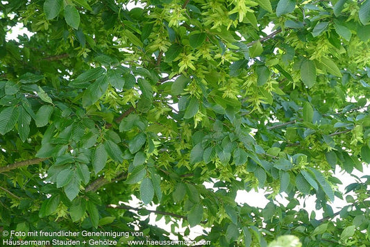 Hainbuche, Weißbuche (Carpinus betulus)