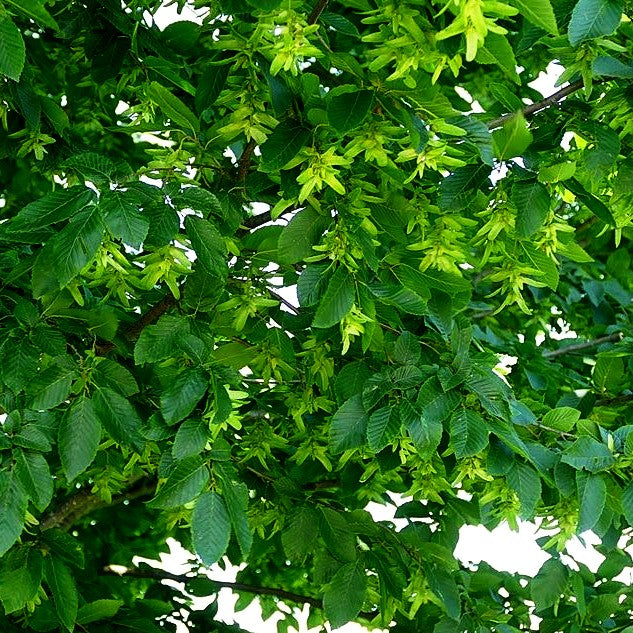 Hainbuche, Weißbuche (Carpinus betulus)