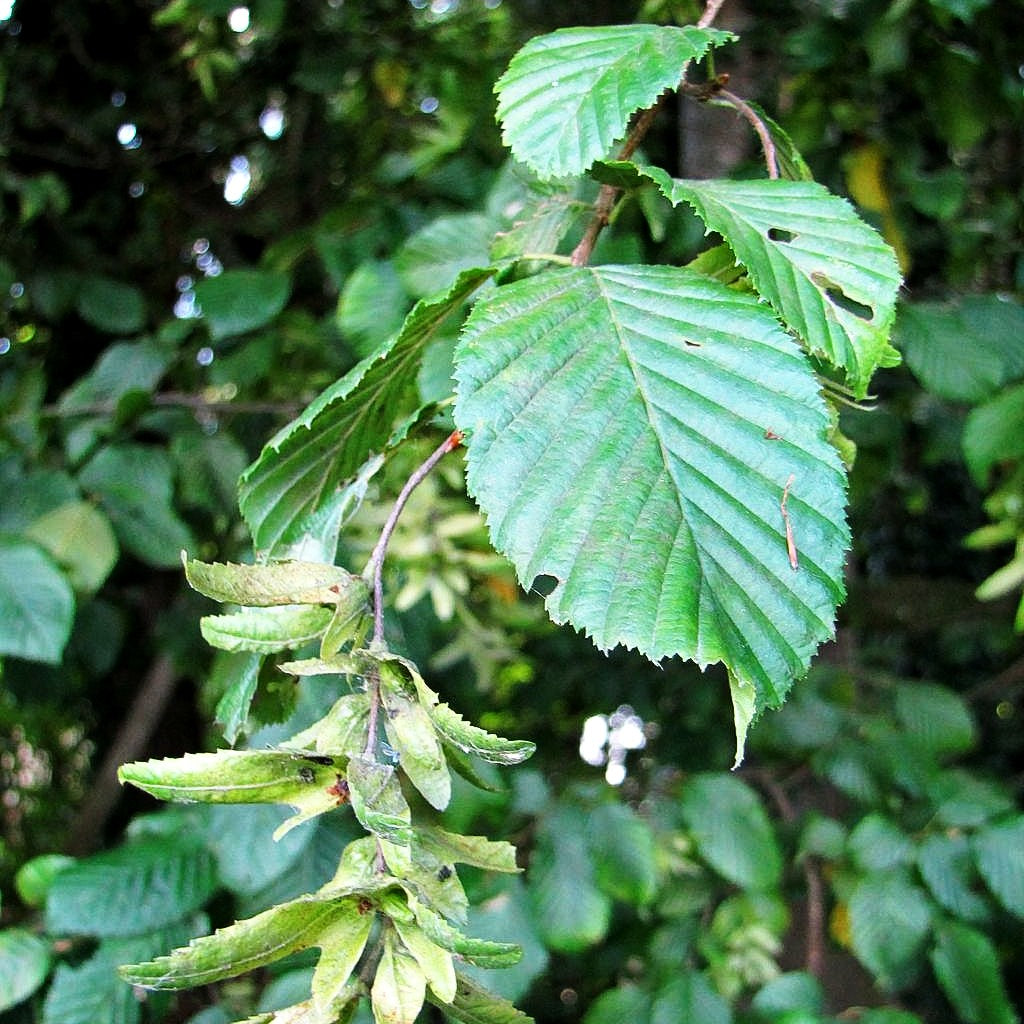 Hainbuche, Weißbuche (Carpinus betulus)