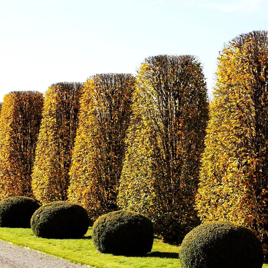 Hainbuche, Weißbuche (Carpinus betulus)