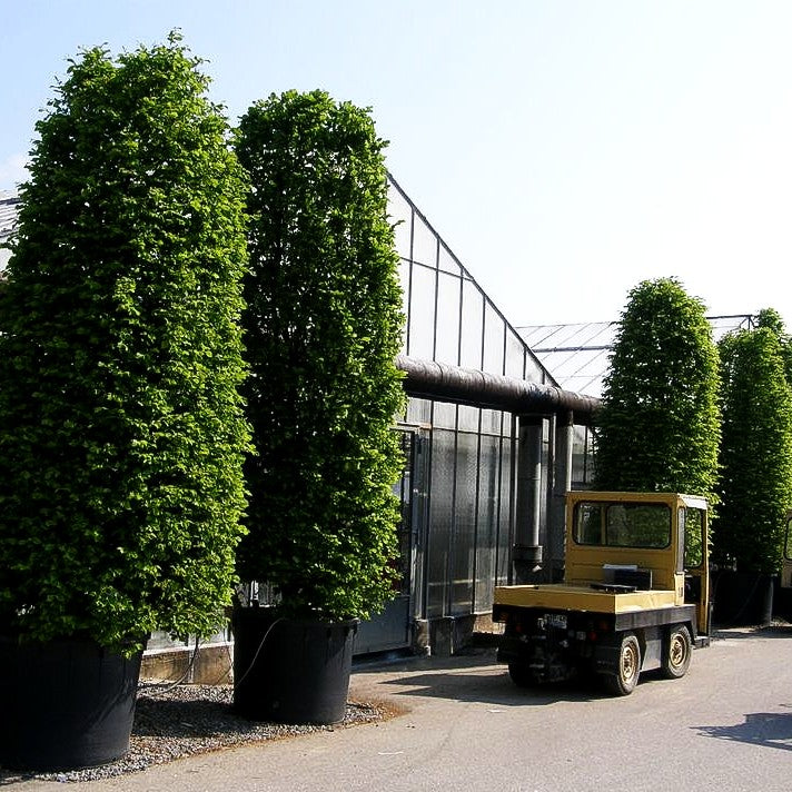 Hainbuche, Weißbuche (Carpinus betulus)