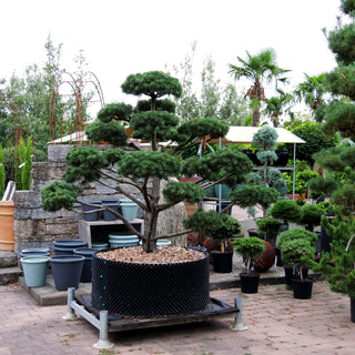 Haken-Kiefer (Pinus uncinata)