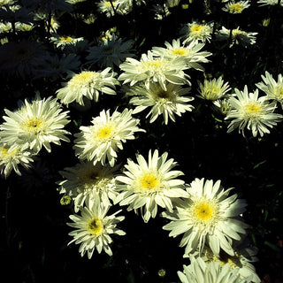 Halbgefüllte Sommer-Margerite 'Julischnee' (Leucanthemum x superb.)