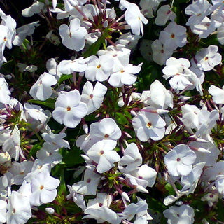 Halbhohe Flammenblume 'Minnie Pearl' (Phlox maculata x glab.)