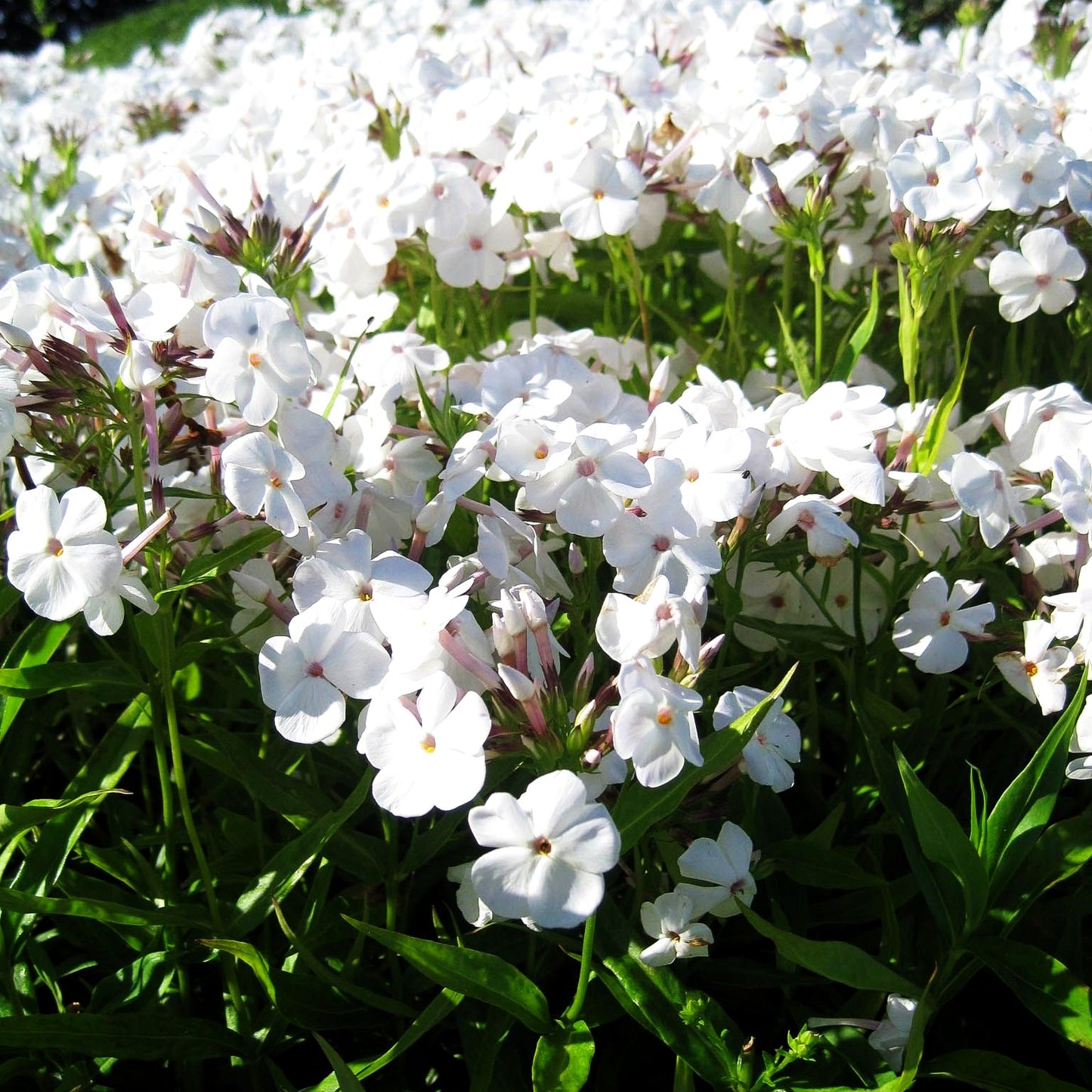 Halbhohe Flammenblume 'Minnie Pearl' (Phlox maculata x glab.)