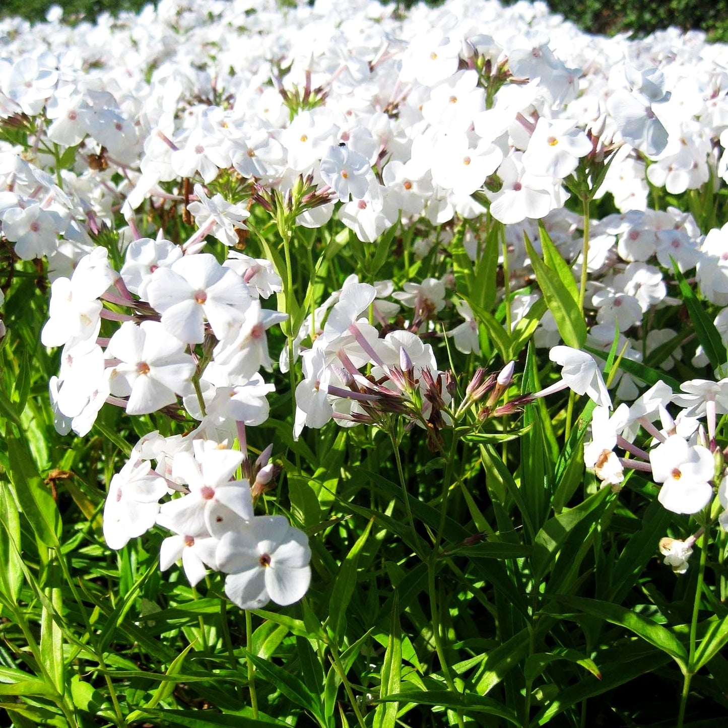 Halbhohe Flammenblume 'Minnie Pearl' (Phlox maculata x glab.)
