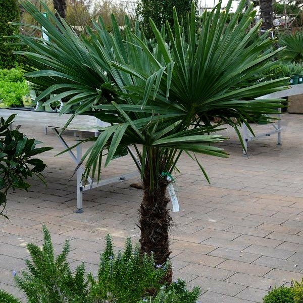 Hanfpalme (Trachycarpus fortunei)