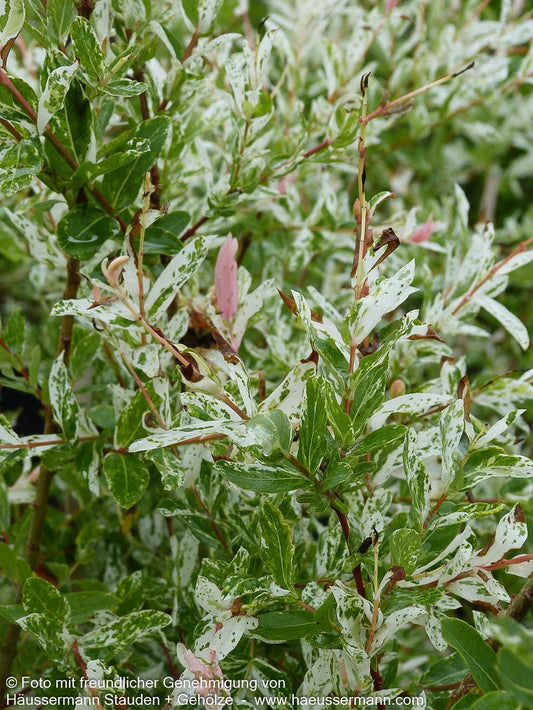 Harlekin-Weide 'Hakuro Nishiki' (Salix integra)