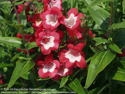 Hartwegs Bartfaden 'Picotee' (Penstemon hartwegii)