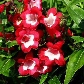 Hartwegs Bartfaden 'Picotee' (Penstemon hartwegii)