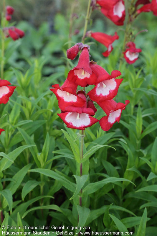 Hartwegs Bartfaden 'Tubular Bells Red' (Penstemon hartwegii)