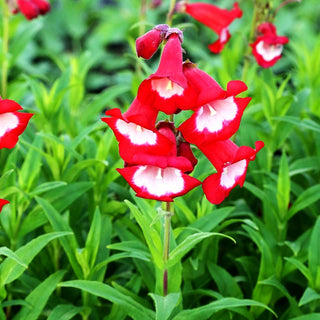 Hartwegs Bartfaden 'Tubular Bells Red' (Penstemon hartwegii)