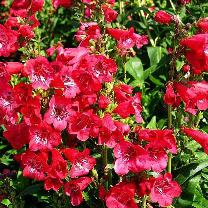 Hartwegs Bartfaden 'Tubular Bells Red' (Penstemon hartwegii)