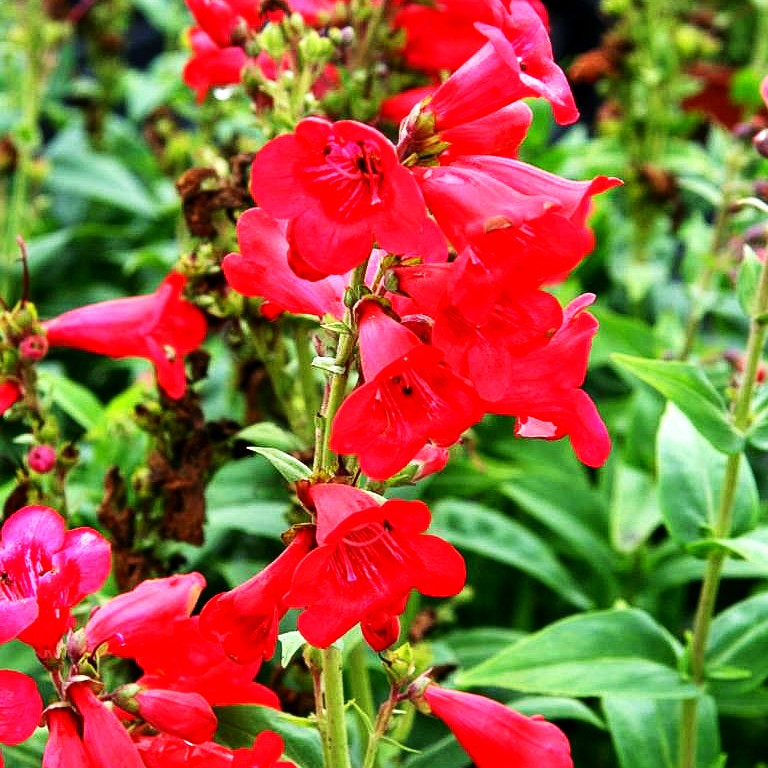 Hartwegs Bartfaden 'Tubular Bells Red' (Penstemon hartwegii)