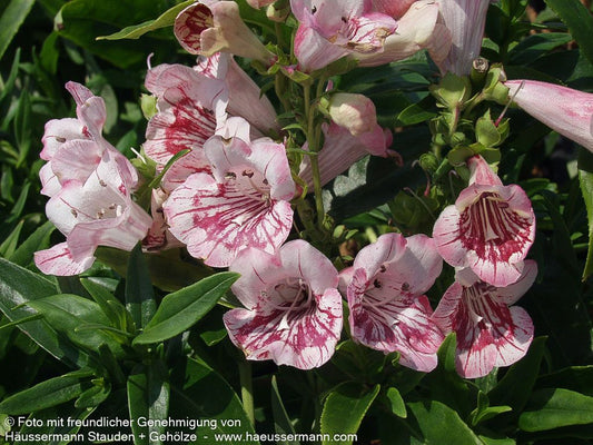 Hartwegs Bartfaden 'Tubular Bells Rose' (Penstemon hartwegii)