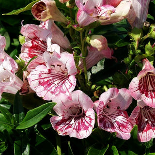 Hartwegs Bartfaden 'Tubular Bells Rose' (Penstemon hartwegii)