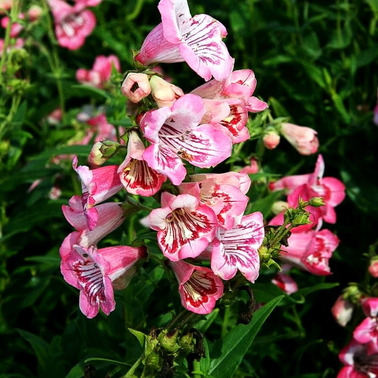 Hartwegs Bartfaden 'Tubular Bells Rose' (Penstemon hartwegii)