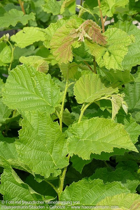 Haselnuss (Corylus avellana)