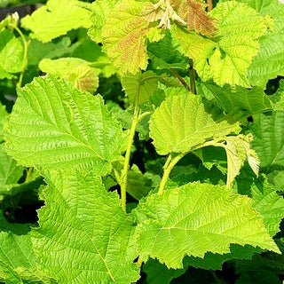 Haselnuss (Corylus avellana)
