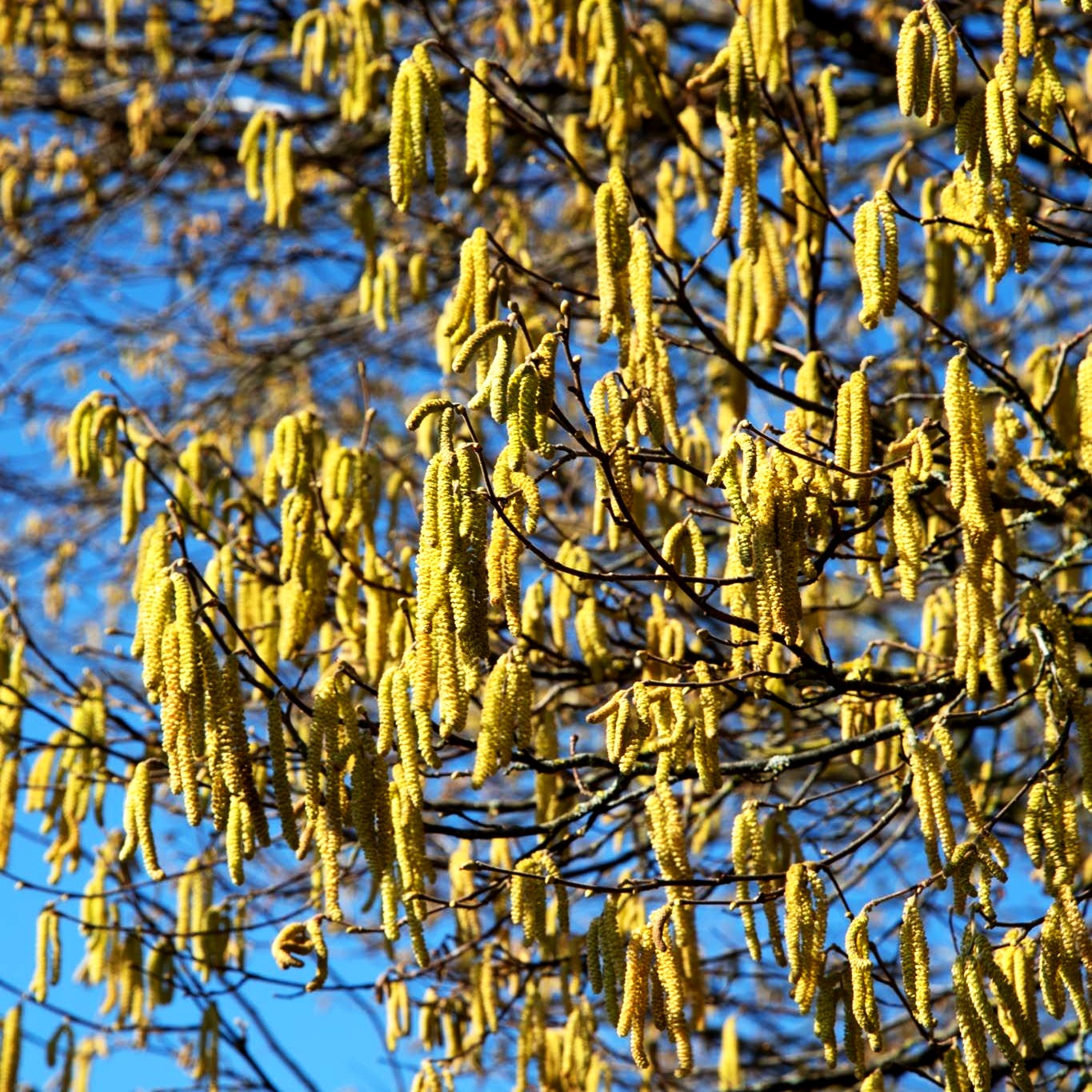 Haselnuss (Corylus avellana)