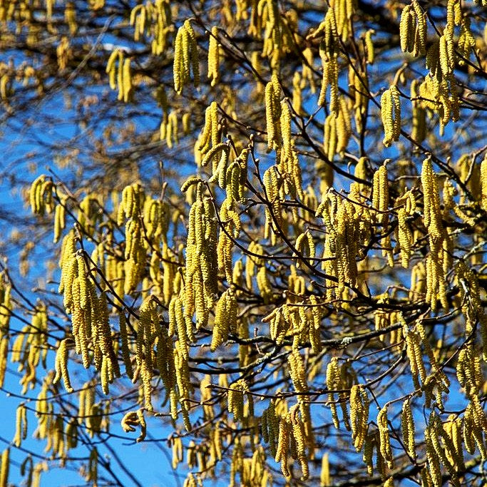 Haselnuss (Corylus avellana)