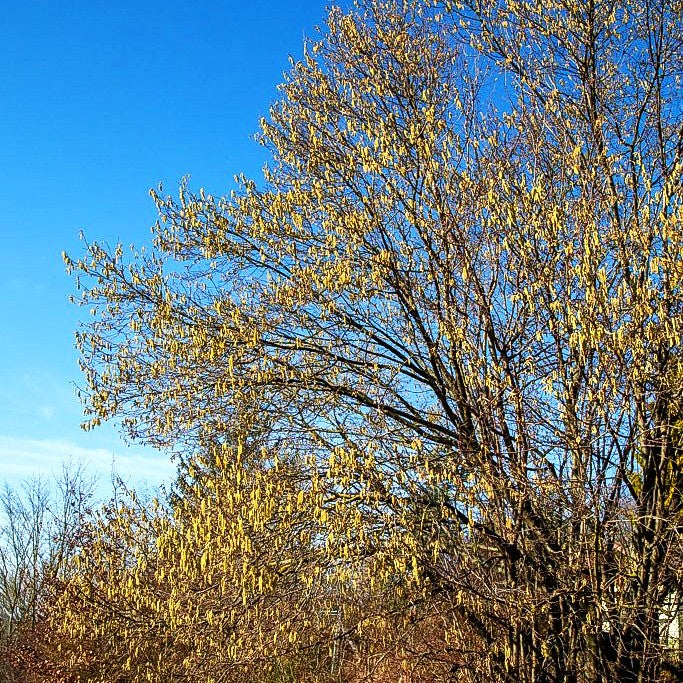 Haselnuss (Corylus avellana)