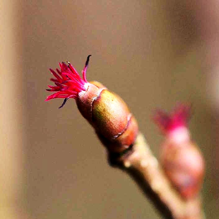 Haselnuss (Corylus avellana)