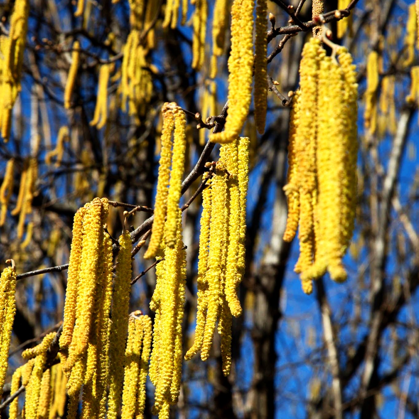 Haselnuss (Corylus avellana)